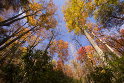 Smoky Mountains